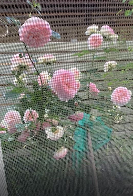 ピエールドゥロンサール日陰での育て方 花が沢山咲く我が家の工夫 8年育てて分かった事 知的好奇心の備忘録