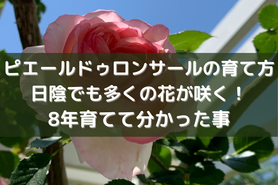 ピエールドゥロンサール日陰での育て方 花が沢山咲く我が家の工夫 8年育てて分かった事 知的好奇心の備忘録