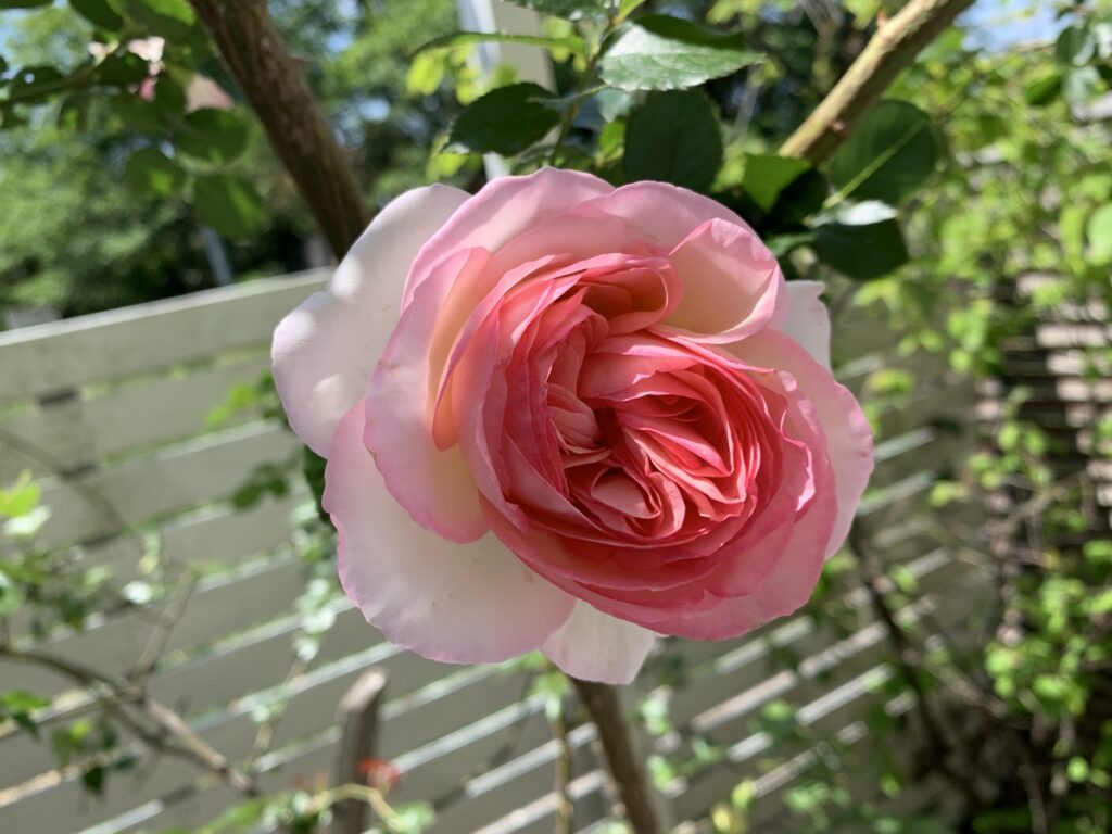 バラ カップ咲き 淡いピンク　ピエールドゥロンサール
